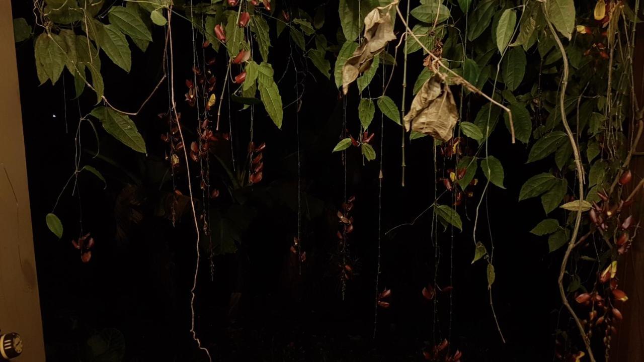 Tacacori Ecolodge Alajuela Eksteriør bilde