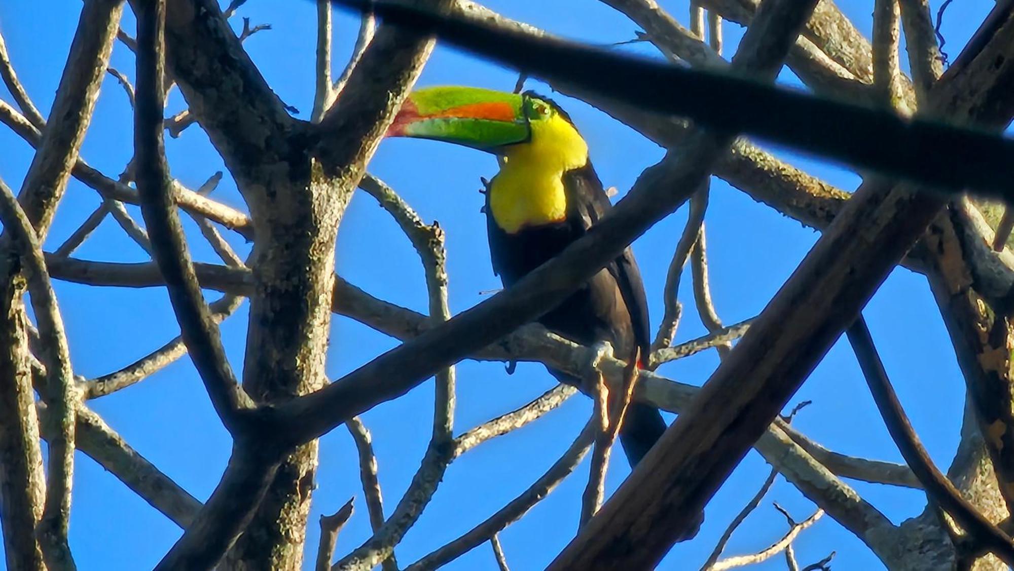 Tacacori Ecolodge Alajuela Eksteriør bilde