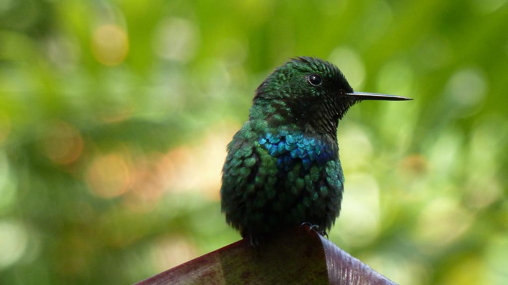 Tacacori Ecolodge Alajuela Eksteriør bilde