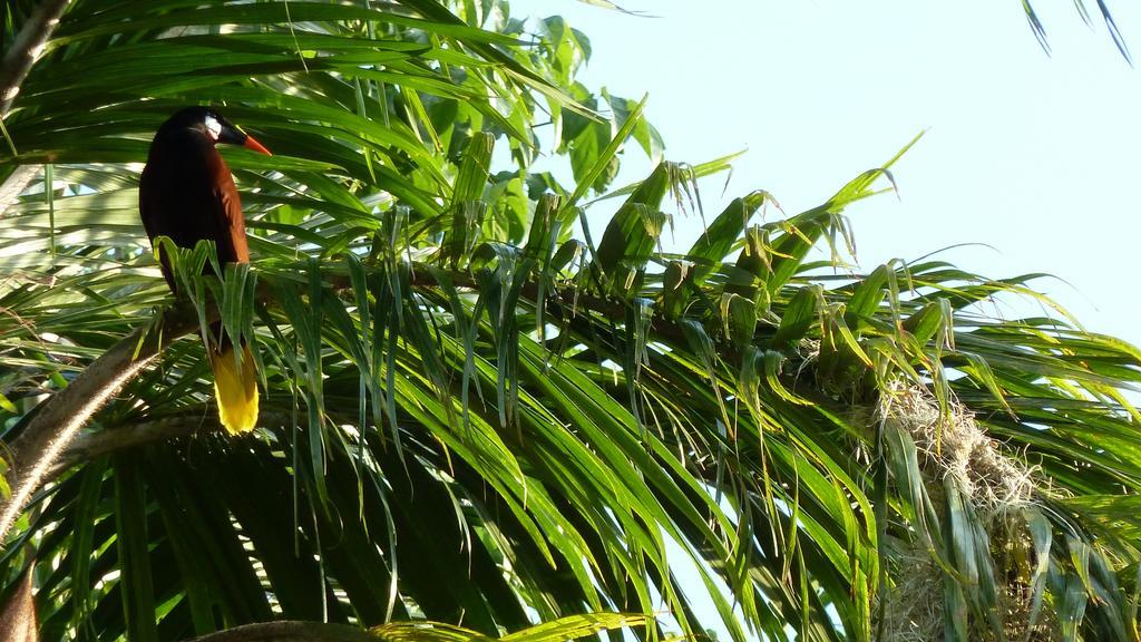 Tacacori Ecolodge Alajuela Eksteriør bilde
