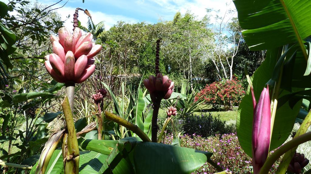 Tacacori Ecolodge Alajuela Eksteriør bilde